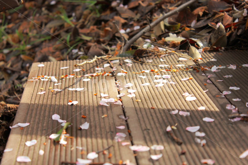 봄,벚꽃,벚꽃잎,낙화,spring,flower,식물,자연,plants,nature,꽃,flower
