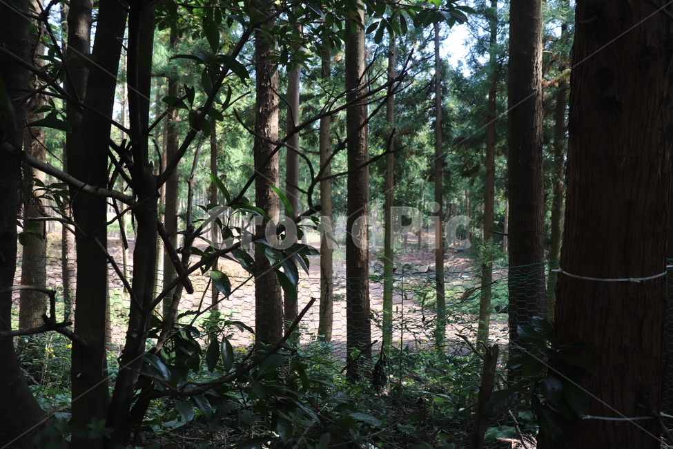 tree,나무,plant,식물,옥외,outdoors