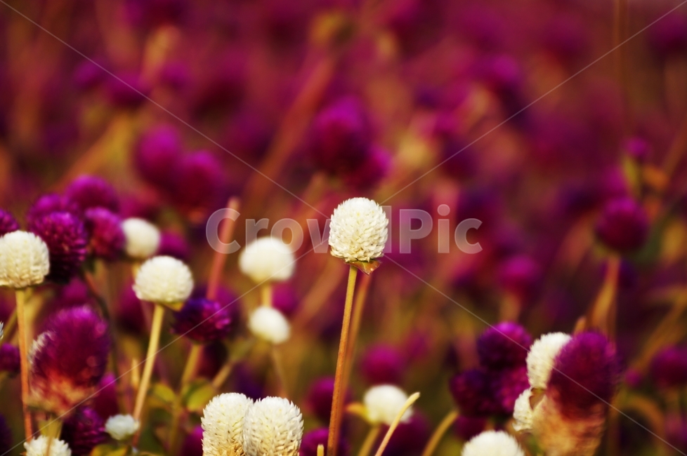 천일홍,꽃축제,꽃길,식물,자연,식물,자연,plants,nature,꽃,flower