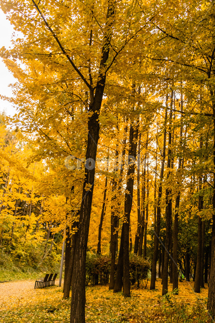 은행,은행나무,은행잎,은행숲,은행나무숲,가을,계절,fall,autumn,season,식물,자연,plants,nature,나무,trees,wood,tree,plant