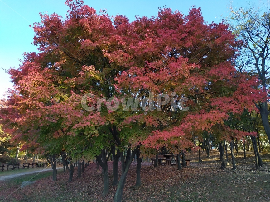 가을,tree,단풍,maple,plant,식물,잎,leaf,가을,계절,fall,autumn,season,자연,풍경,nature,landscape,나무