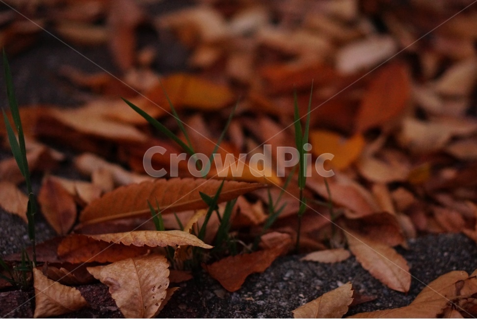 plant,식물,leaf,잎,나뭇잎,가을,계절,fall,autumn,season