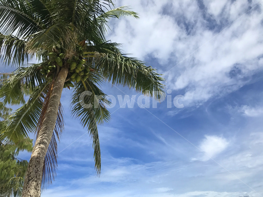 야자수,palmtree,tree,식물,나무,sky,하늘,arecaceae,plant