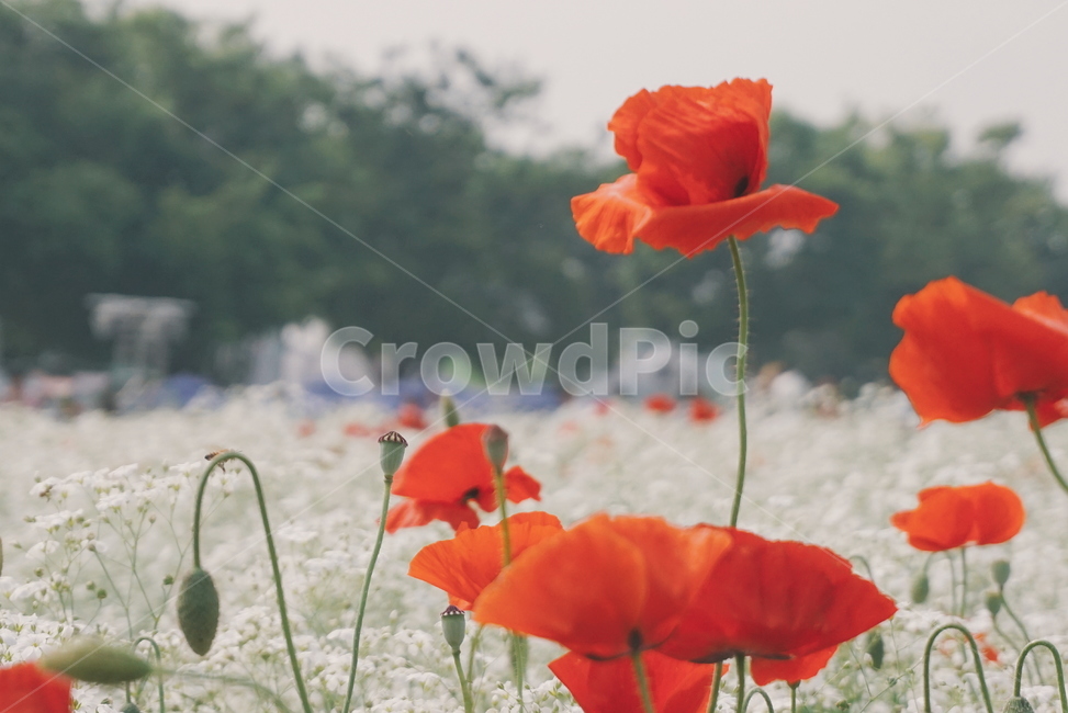 봄꽃,양귀비,울산,울산태화강,봄꽃축제,꽃,수레국화,자연,봄,계절,spring,season,식물,자연,plants,nature,꽃,flower,감성,sensible,feeling,plant,blossom
