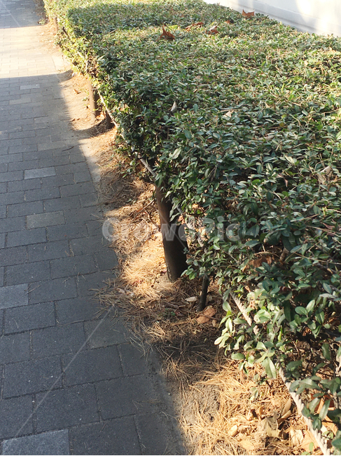 거리,나무,낙엽,자연,풍경,보도블럭,생활,street,sidewalkblock,nature,scenery,deciduous,tree,life,통로,path,walkway,보도