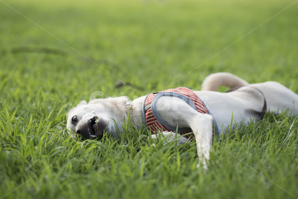 강아지,잔디밭,누워,누워강아지,누운강아지,뒹굴,뒹구는강아지,행복,행복한강아지,pet,dog,개,animal,애완동물,grass,잔디,진돗개,토종견,토종개,믹스견,동물,animal,포유류,mammal,개,강아지,dog,doggy