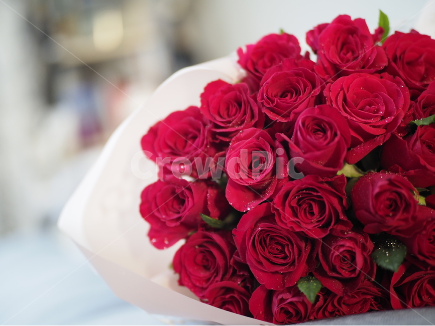 장미,빨간장미,선물,red,rose,식물,꽃,flower,redrose,gift,present,plant,plants,꽃다발,장미다발,장미꽃다발,bouquet,anniversary,기념일,붉은장미,빨강,레드,빨간색,부케,꽃,flower,기념일,축하,anniversary,congratulation,celebrate,celebration