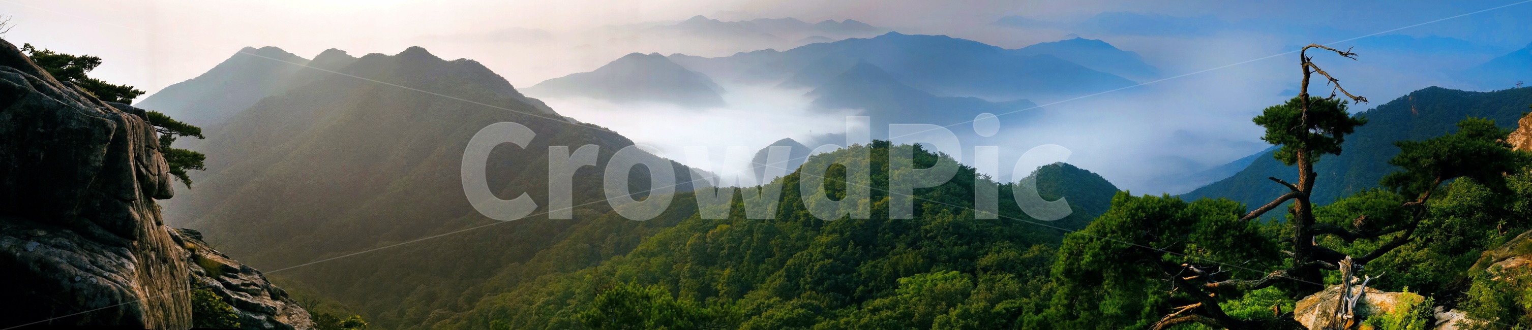 pine tree,panorama,Daedunsan Mountain,sight,Sunrise,sea of clouds