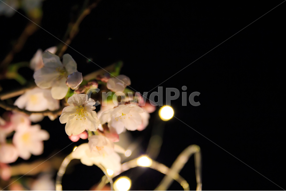 야간,벚꽃,야간번꽃,led벚꽃,벚꽃사진,야경벚꽃,봄,계절,spring,season,야경,밤,풍경,nightscape,night,landscape,식물,자연,plants,nature,꽃,flower,plant,blossom