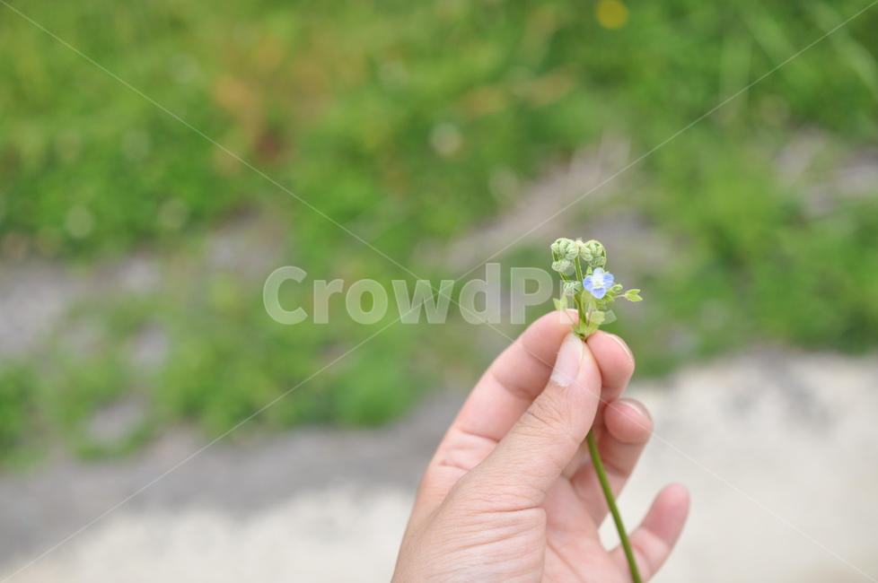 사람,꽃,person,human,인간