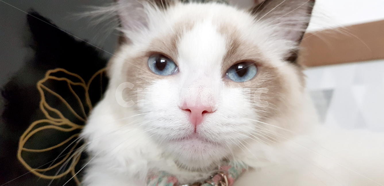 랙돌,파란눈,고양이눈,cat,렉돌,regdoll,pet,애완동물,동물,반려묘,반려동물