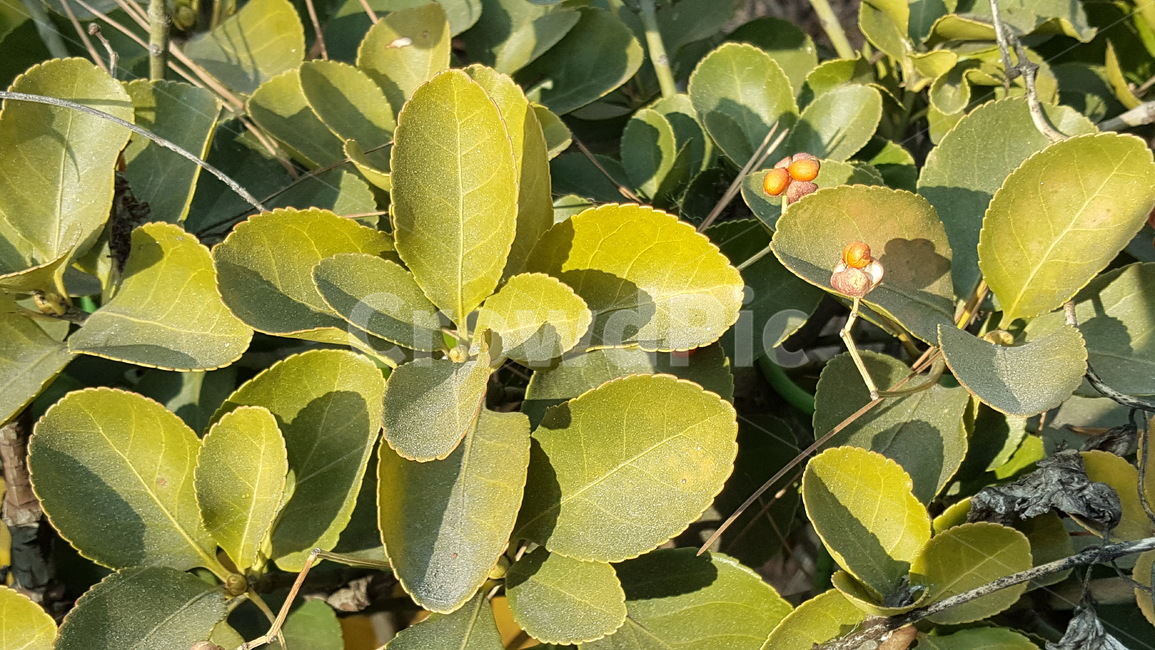 식물,잎,나뭇잎,확대,초록,자연,식물,자연,plants,nature