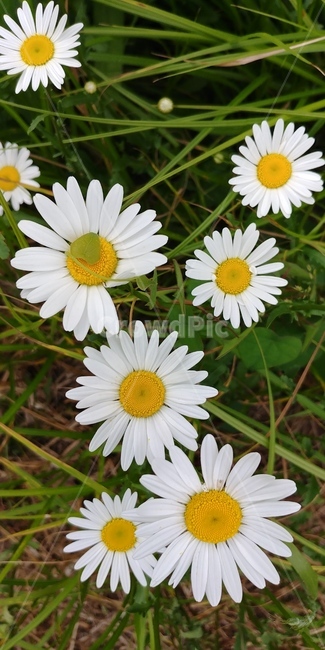 데이지,꽃,들풀,들국화,녹색,하얀꽃,노란꽃,계란꽃,flower,white,yellow,식물,자연,plants,nature,꽃,flower
