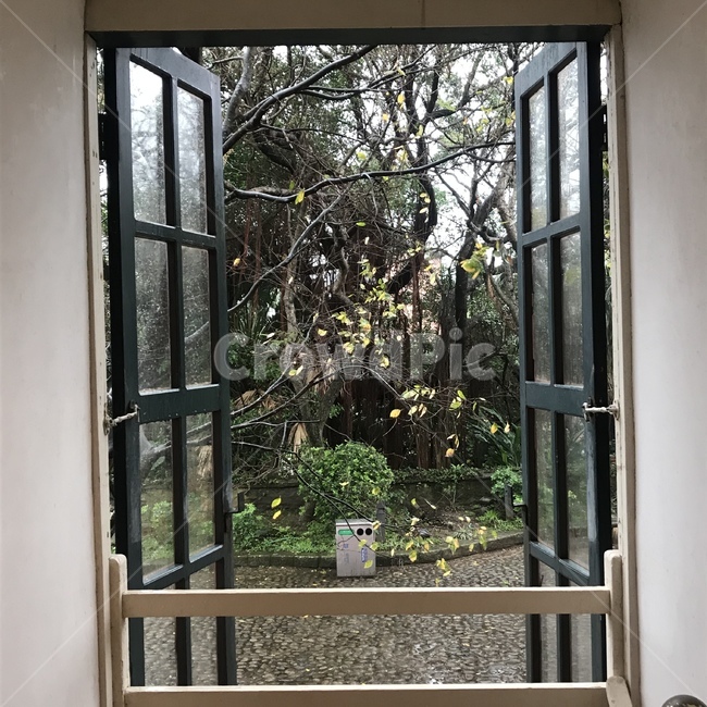 창문,배경,나무,정원,풀,인테리어,실내디자인,interior design