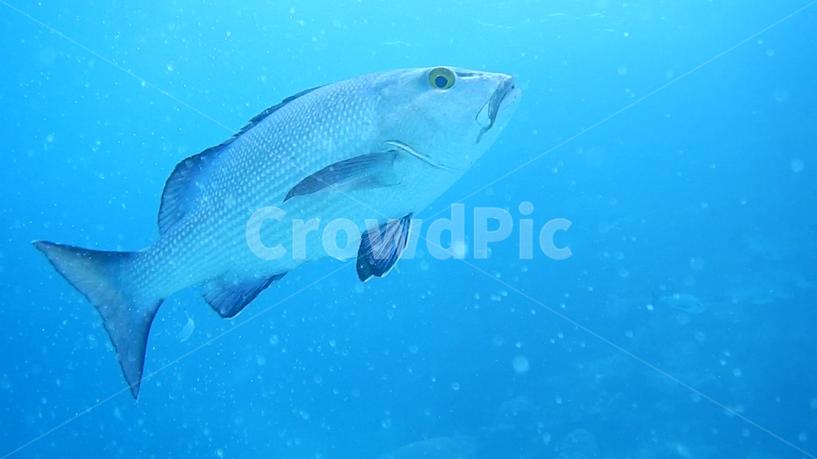 물고기,피쉬,fish,fresh,회,싱싱한,스쿠버다이빙,파랑색,횟집,바다,바닷속,greatbarrierreef,그레이트배리어리프,수영,sea,ocean,blue,natuer,아쿠아,동물,animal,어류,물고기,fish