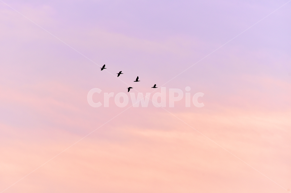새,bird,나는,flying,동물,animal,해질녘,하늘,야외,공중,옥외,outdoor,색감,색상,철새,기러기,무리,대열,background,배경,바탕,백그라운드