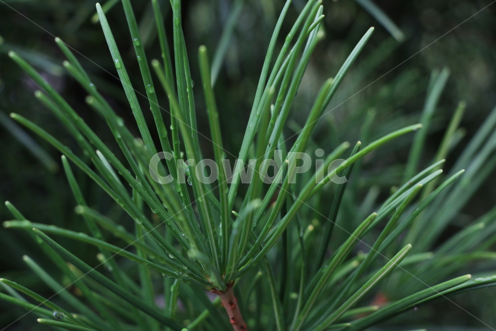 솔,솔잎,초록색잎,자연,식물,nature,plant,나뭇가지,산,색감,closeup,클로즈업,나무,tree,가지,식물,자연,plants,nature