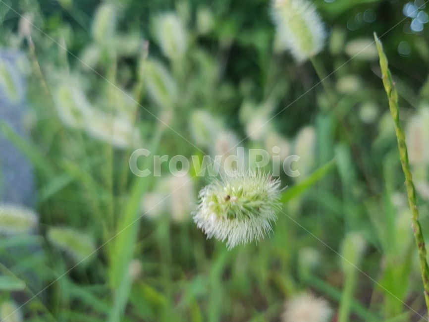 강아지풀,식물,여름,자연,씨앗,plants,nature,green,식물,자연,plants,nature