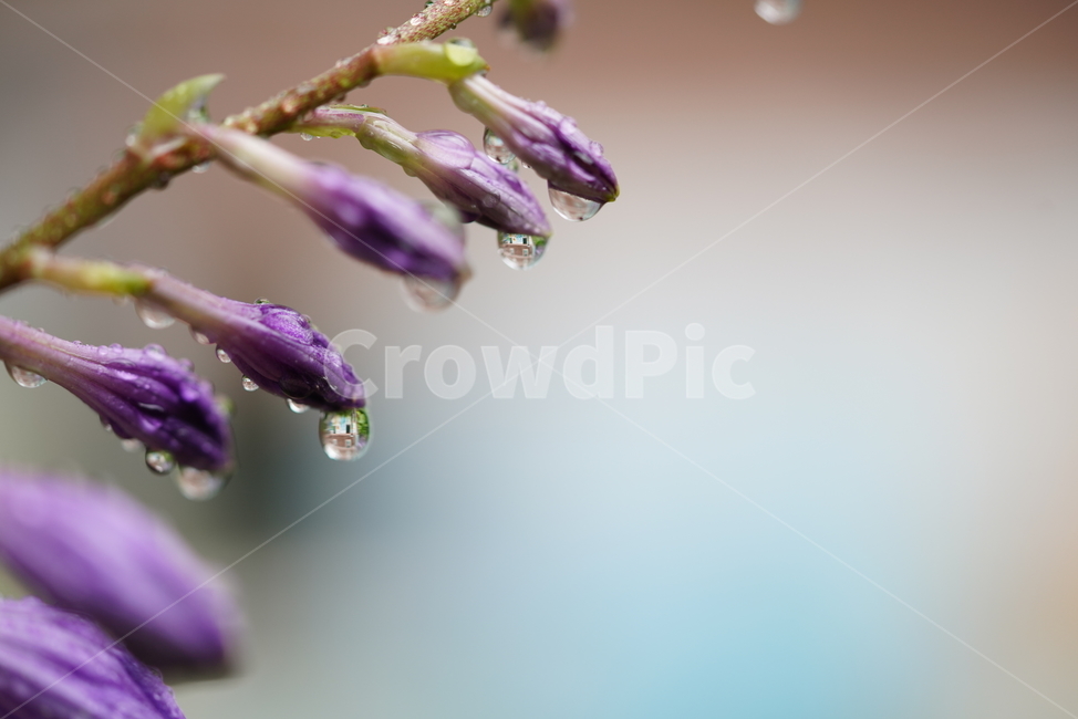 물방울,물,water,생명,생물,식물,plant,식물,자연,plants,nature