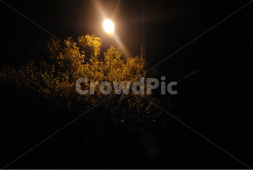 가로등,가로수,야경,도시,도시풍경,동네,골목길,야경,밤,풍경,nightscape,night,landscape,light,빛,flare,플레어