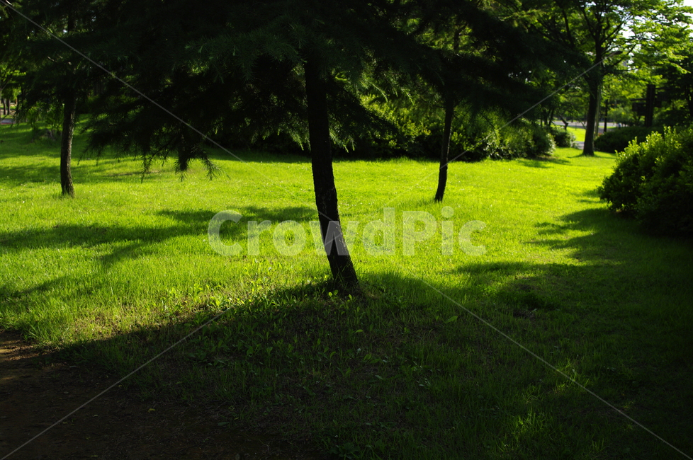 공원,나무,잔디,그림자,초록,자연,풍경,nature,landscape,grassland,목초지,field,들,outdoors,옥외,tree,plant,식물