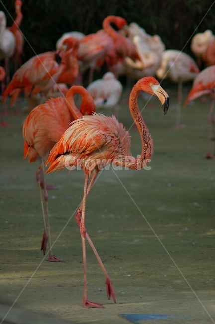 동물,animal,자연,nature,동물원,조류,새,플라밍고,동물,animal,조류,새,birds