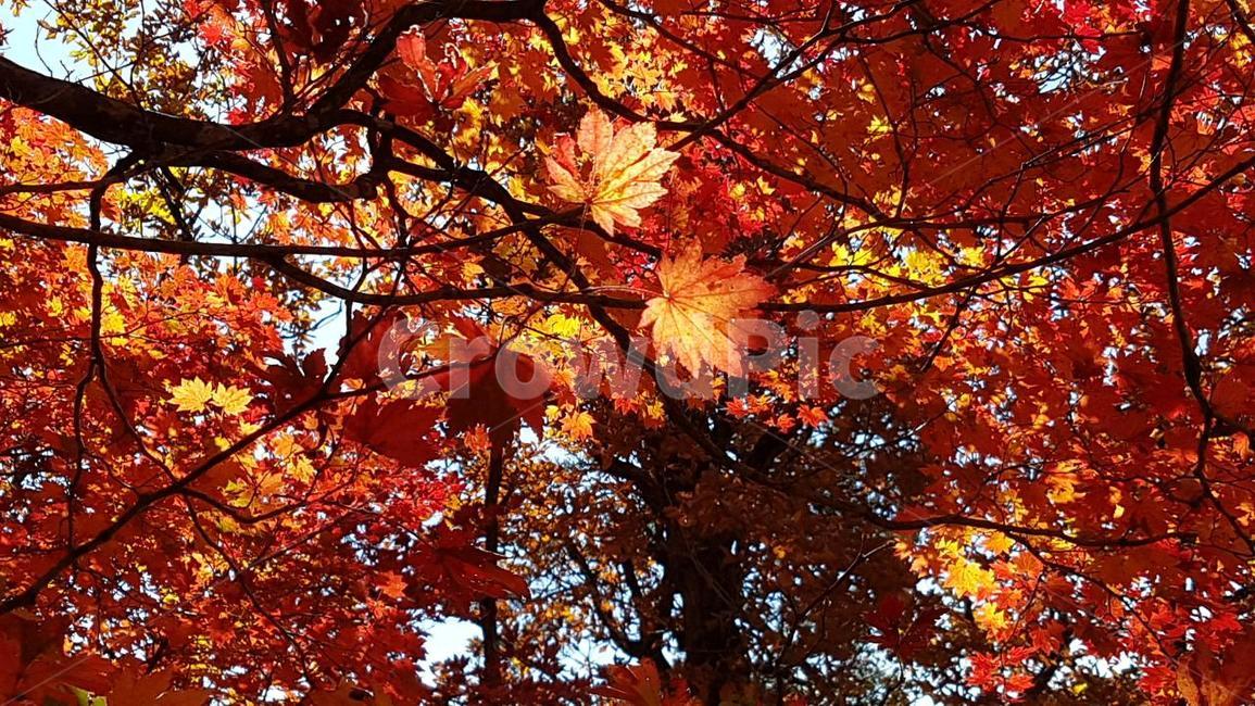 가을,단풍,노란단풍,빨강,햇빛,가을,계절,fall,autumn,season,plant,식물,leaf,잎,tree,나무,maple