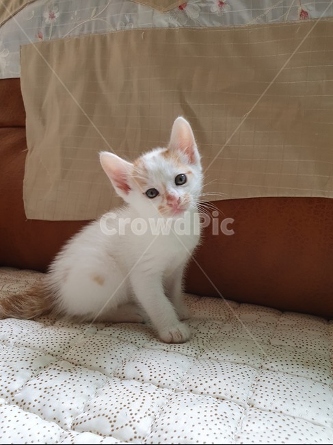고양이,새끼고양이,길고양이,반려동물,집사