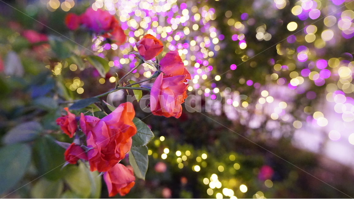 감성,사진,5월은,장미,축제,야경,핑크장미,보케,반짝반짝,야경,밤,풍경,nightscape,night,landscape,식물,자연,plants,nature,꽃,flower