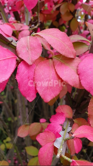 leaf,잎,plant,식물,가을