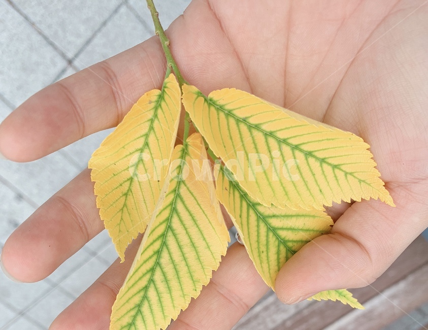 낙엽,예쁜색,가을,나뭇잎,감성사진