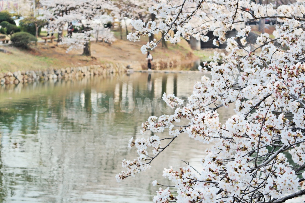 봄나들이,봄풍경,봄소풍,벚꽃,cherryblossom,blossom,물가,산책