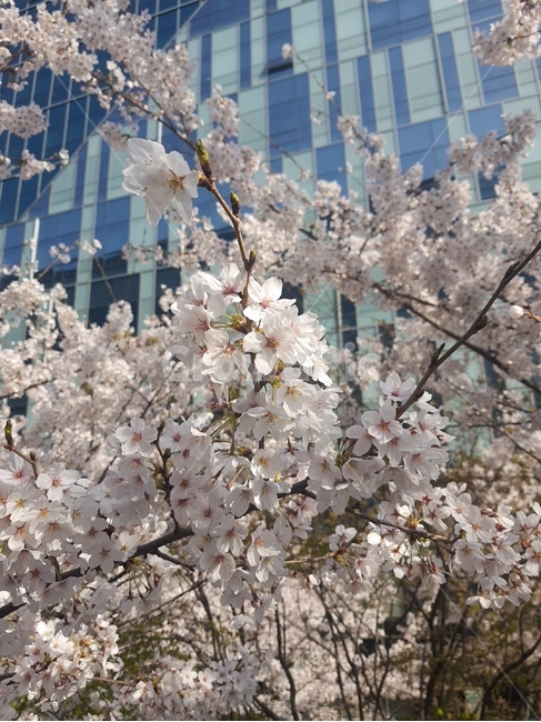 flower,blossom,식물,plant,벚꽃,봄날,봄,꽃