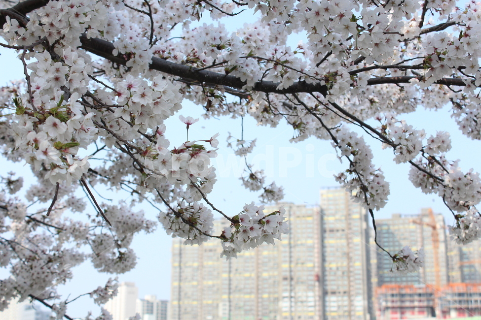 벚꽃,봄풍경,꽃,사쿠라,풍경,봄,봄,계절,spring,season,식물,자연,plants,nature,꽃,flower,건축물,건물외관,exterior,building,structure,architecture,construction,plant,blossom