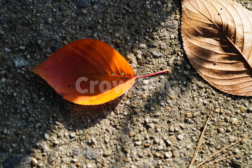 낙엽,계절,가을,잎,생물,생명,식물,컬러,색감,가을,계절,fall,autumn,season