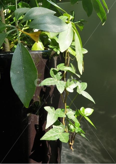leaf,잎,plant,식물,초록,봄햇살,화분,빛