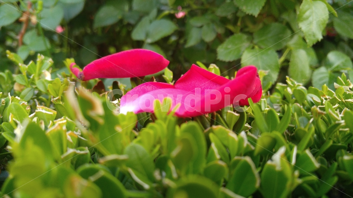 꽃잎,장미꽃잎,붉은색,회양목,연두색,녹색,식물,배경,감성,계절,petal,rosepetals,red,green,plants,background,emotional,season