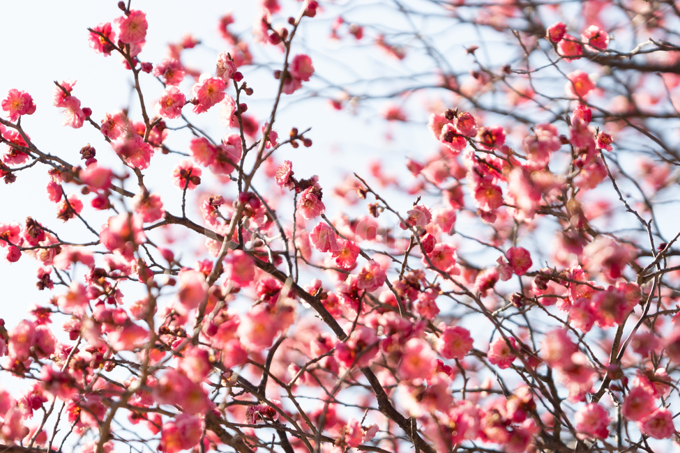 봄,매화,홍매화,나무,꽃,봄꽃,봄,계절,spring,season,식물,자연,plants,nature,꽃,flower,plant,blossom