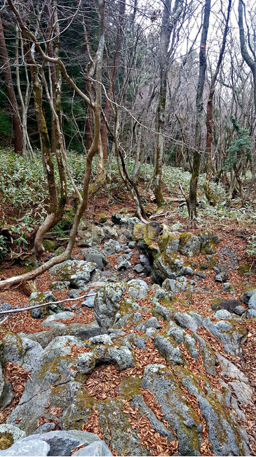 숲,나무,tree,자연,옥외,식물,plant