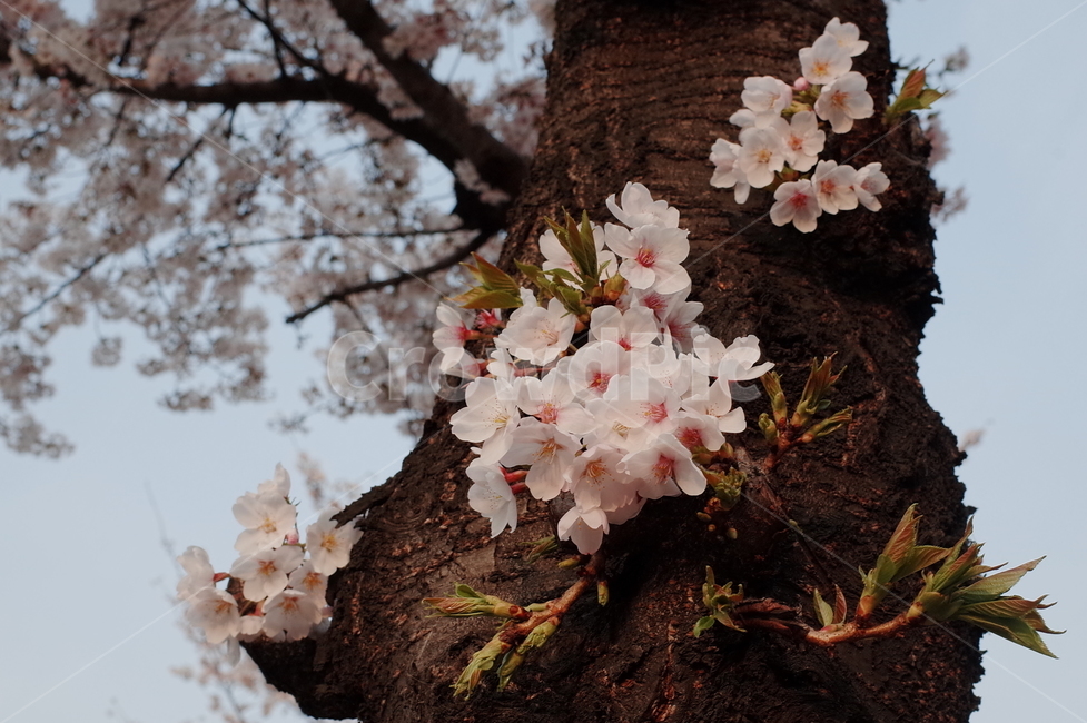 봄,감성,감성사진,벚꽃,군항제,꽃,자연,계절,봄,계절,spring,season,plant,식물,flower,blossom