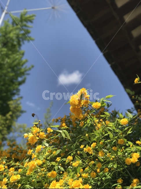 꽃,노란꽃,죽단화,봄,5월,일상,감성,오후,봄꽃,식물,자연,plants,nature,꽃,flower