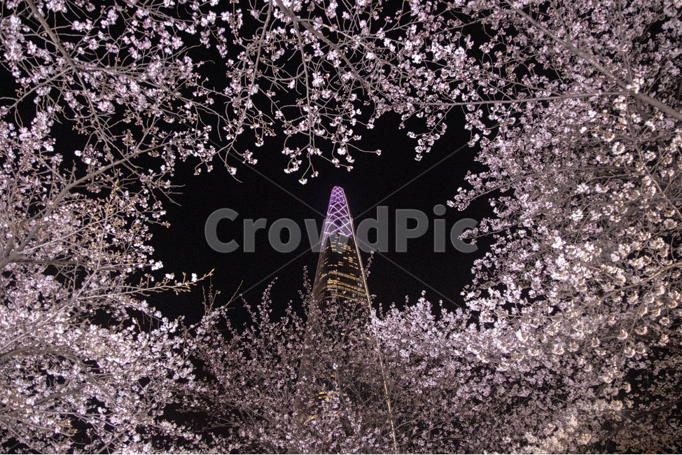벚꽃,야경,봄,벚꽃야경,빌딩,cherryblossom,city,cityview,flower,night,nightview,nightscape,nightflower,building,tower,벚,벚나무,tree,봄,계절,spring,season,야경,밤,풍경,nightscape,night,landscape,plant,식물,꽃,cherry blossom,blossom