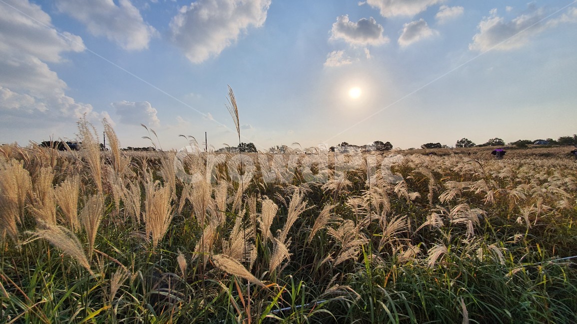 식물,공원,하늘,풀숲,숲,갈대,가을,계절,fall,autumn,season