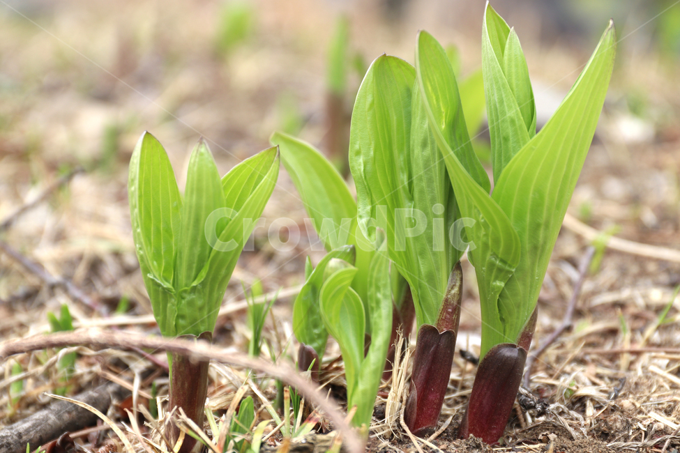 봄,식물,새로움,돋아남,spring,규칙,정물,크고작음,식물,자연,plants,nature