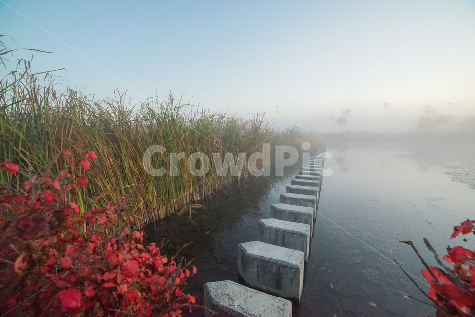 징검다리,호수,수초,식물,갈대,화살나무,안개,단풍,자연,풍경,nature,landscape