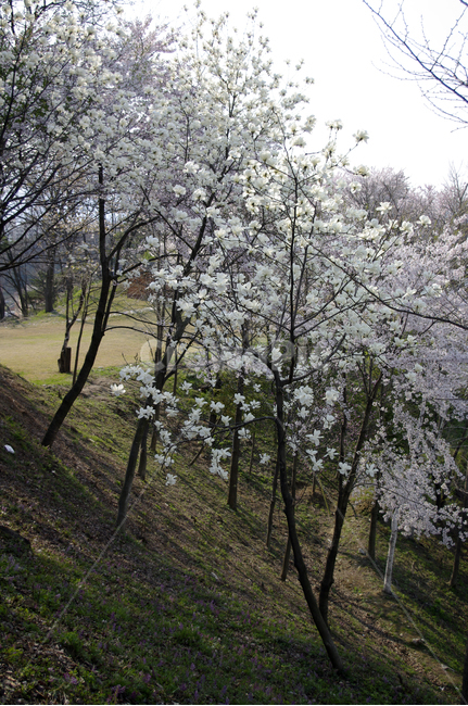 봄,벚꽃,나무,꽃,flower,식물,자연,풍경,nature,landscape,식물,plants,꽃,flower,plant,blossom,cherry blossom