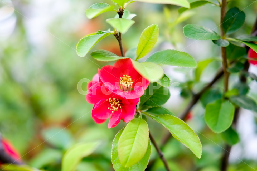 plant,식물,pollen,화분,꽃,flower