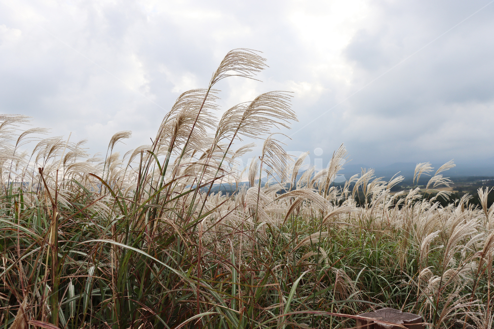 산굼부리,갈대,풍경,자연,식물,plant,grass,reed,nature,가을,계절,fall,autumn,season