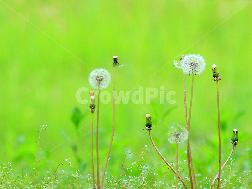 봄,민드레홀씨,꽃,자연,초록색,봄,계절,spring,season,식물,자연,plants,nature,꽃,flower,plant,blossom,dandelion,민들레