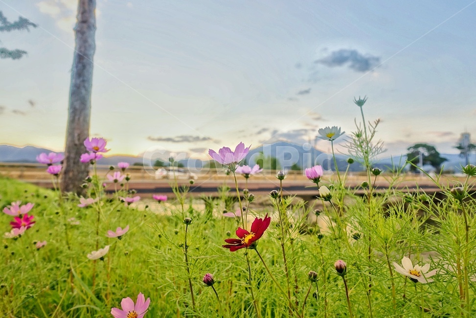 가을,풍경,하늘,색깔,계절,가을,계절,fall,autumn,season,식물,자연,plants,nature,꽃,flower,blossom,petal,꽃잎,plant